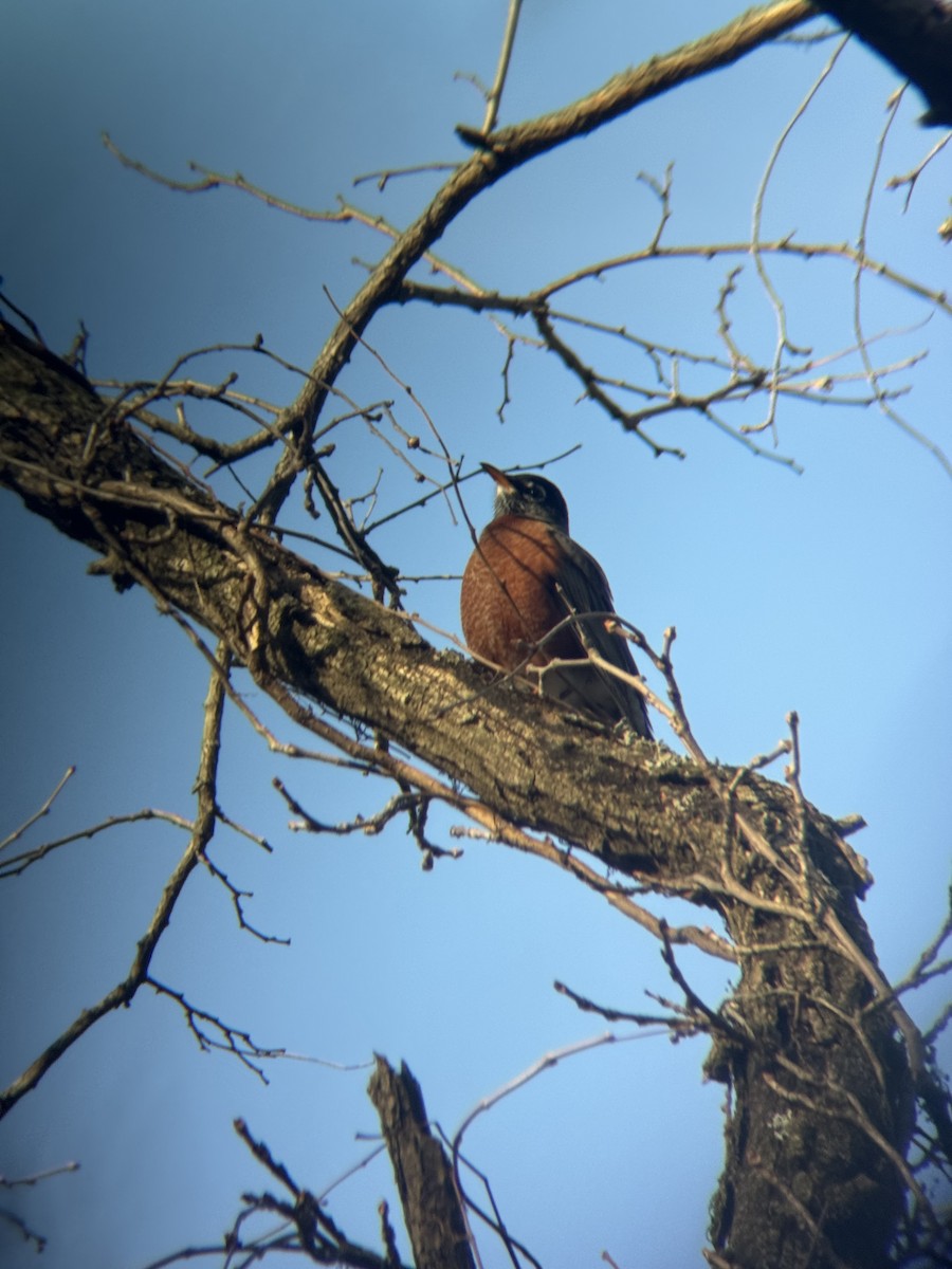 American Robin - ML649309903