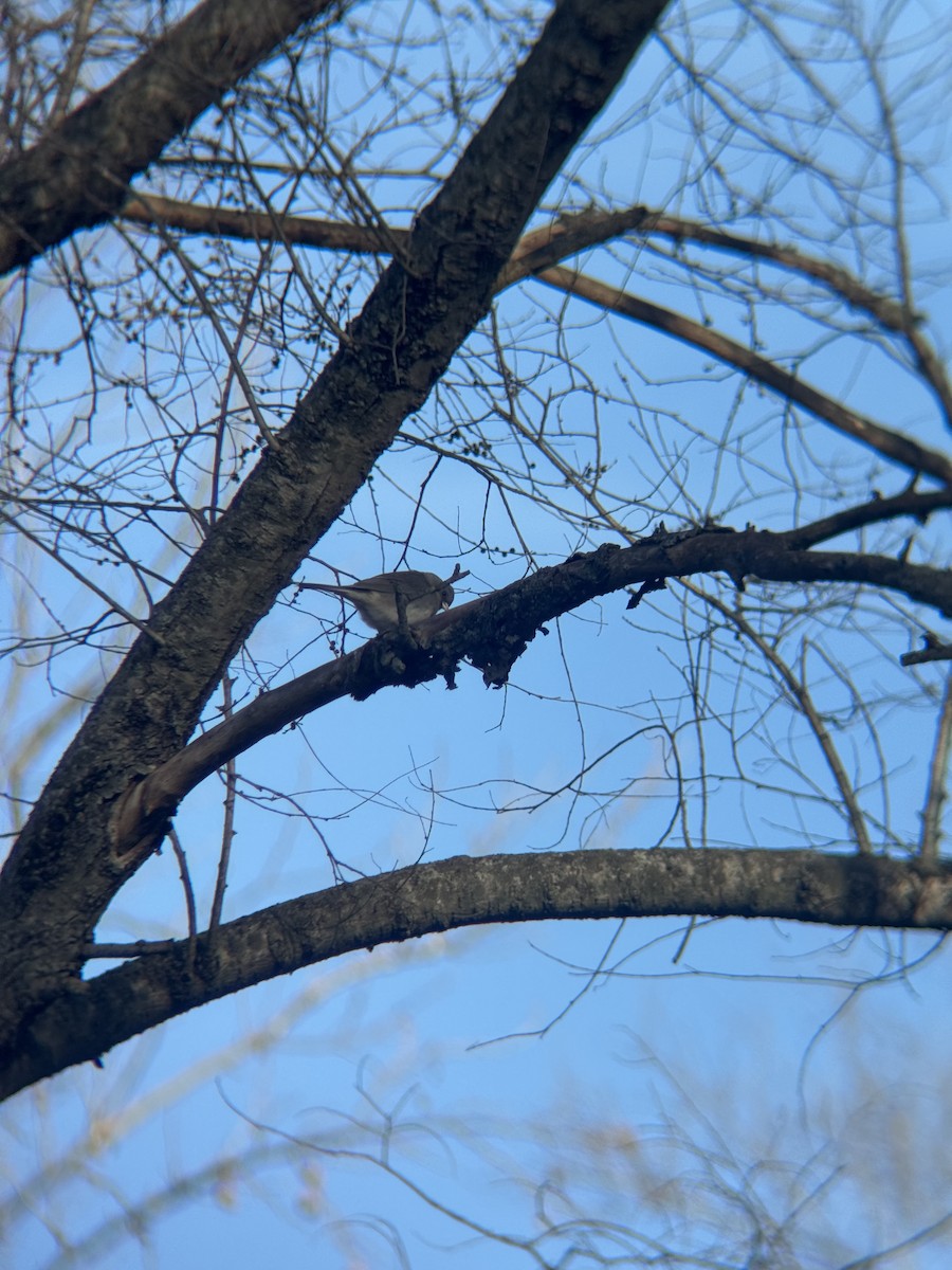 Dark-eyed Junco - ML649309914