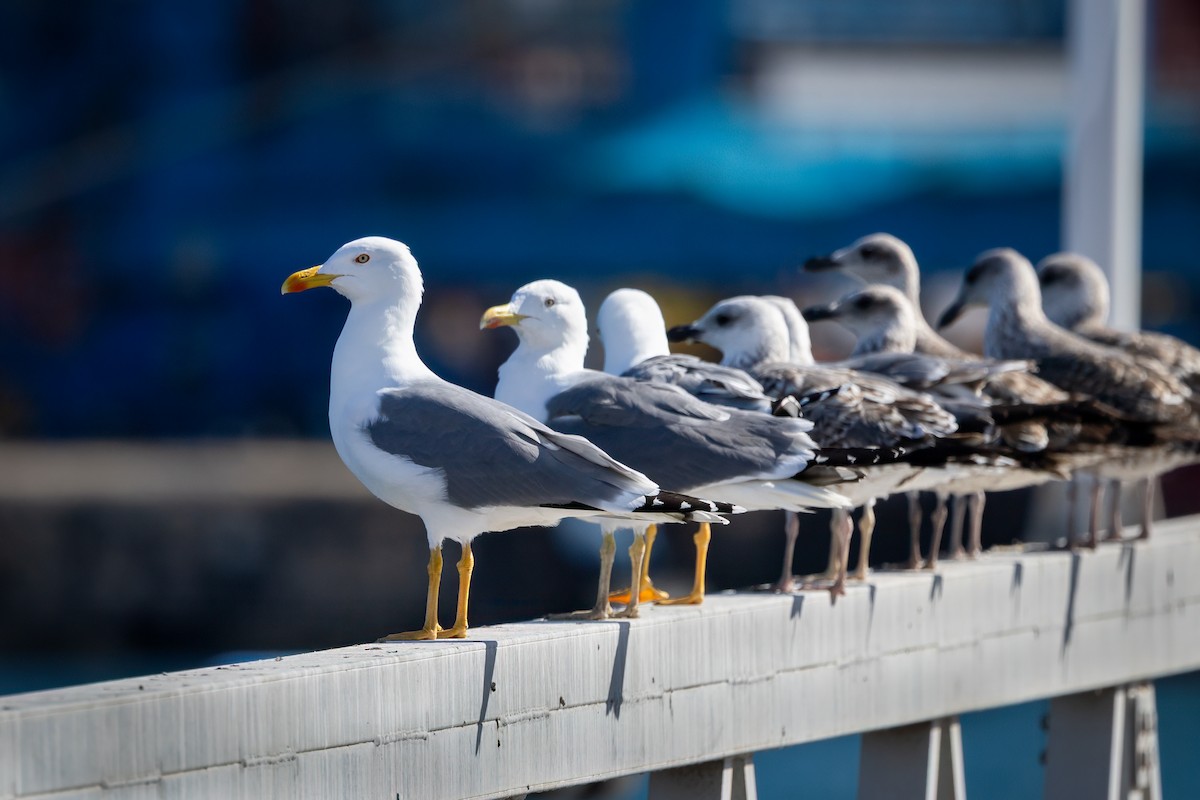 Yellow-legged Gull - ML649309915