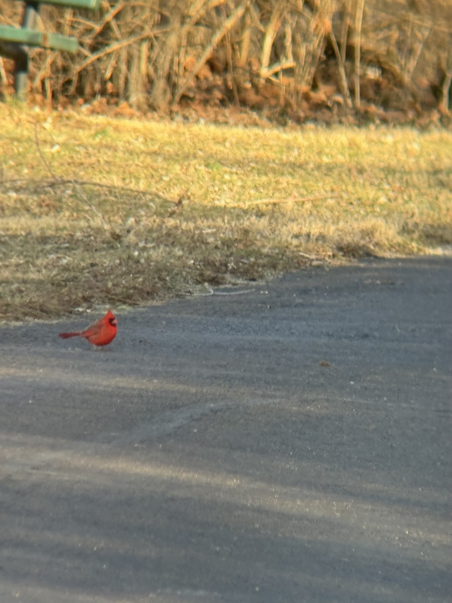 Northern Cardinal - ML649309929