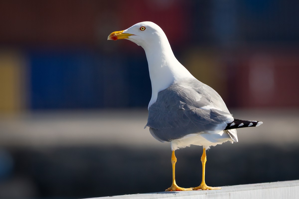 Yellow-legged Gull - ML649309939