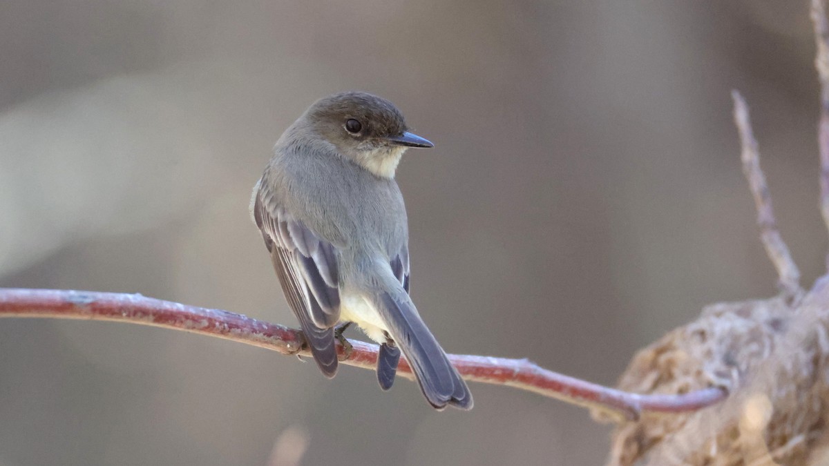 Eastern Phoebe - ML649310501