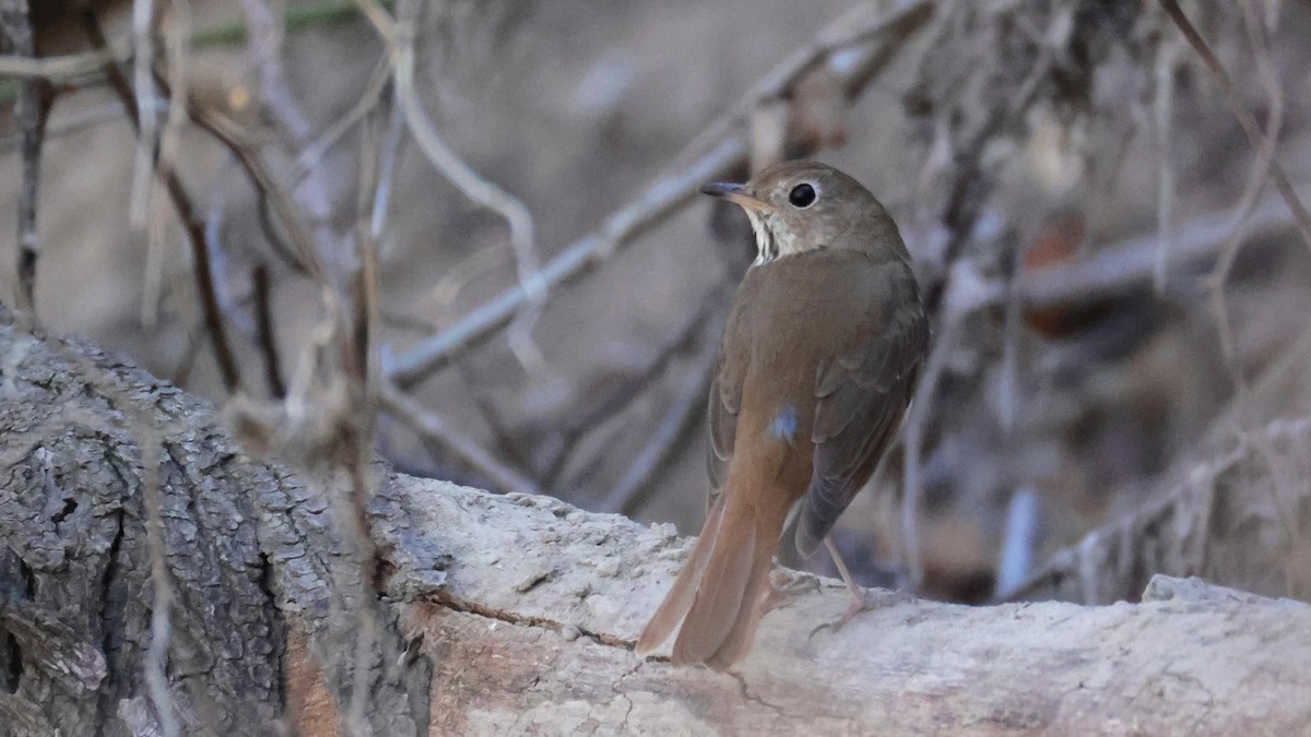 Hermit Thrush - ML649310531