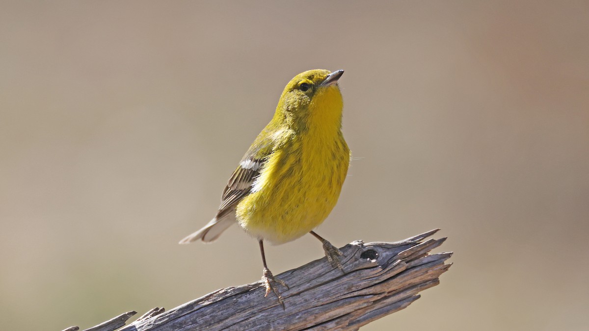 Pine Warbler - ML649310560