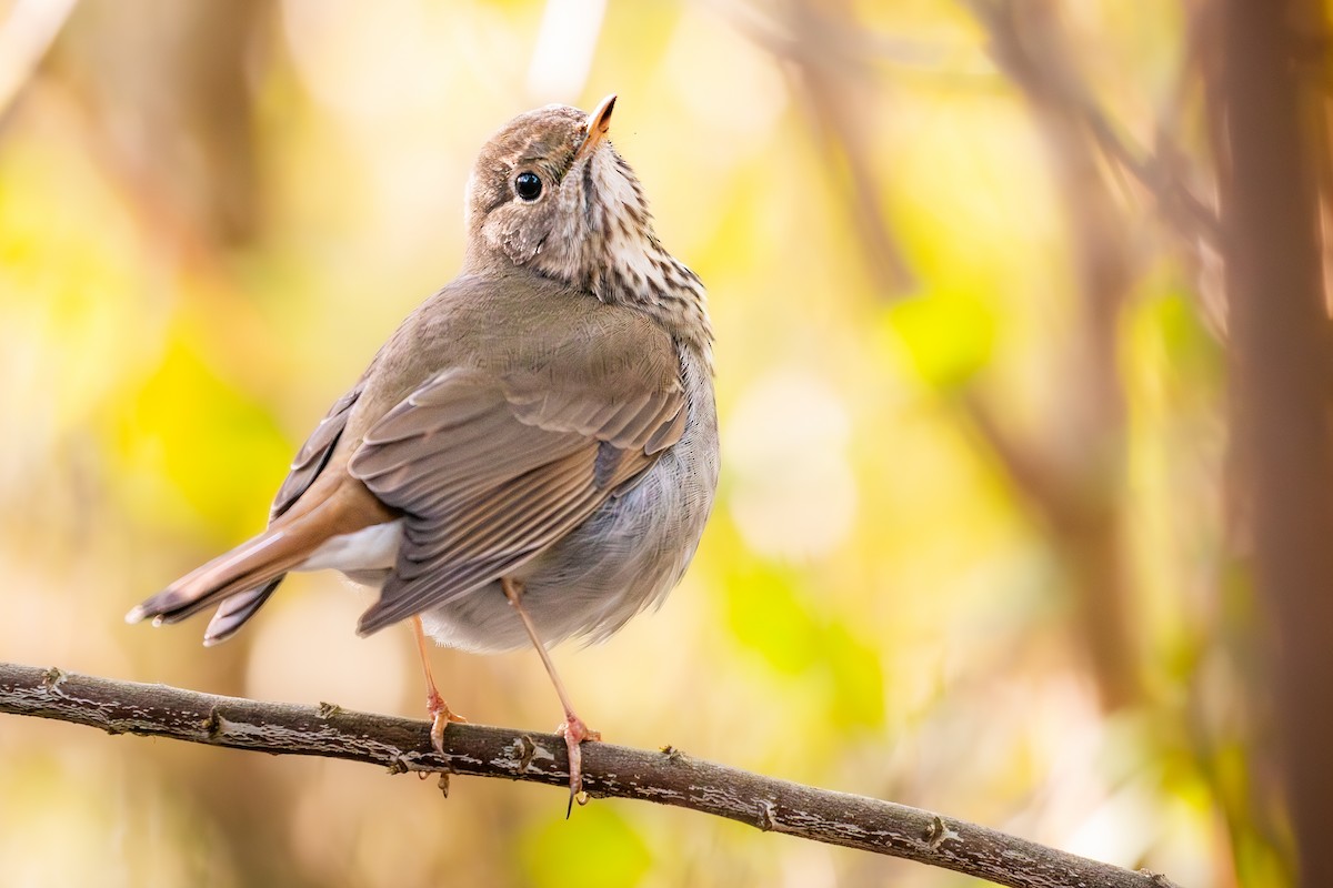 Дрізд-короткодзьоб плямистоволий - ML649310632