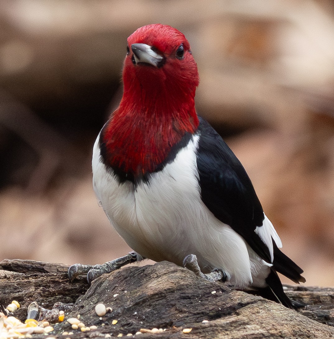 Red-headed Woodpecker - ML649310807
