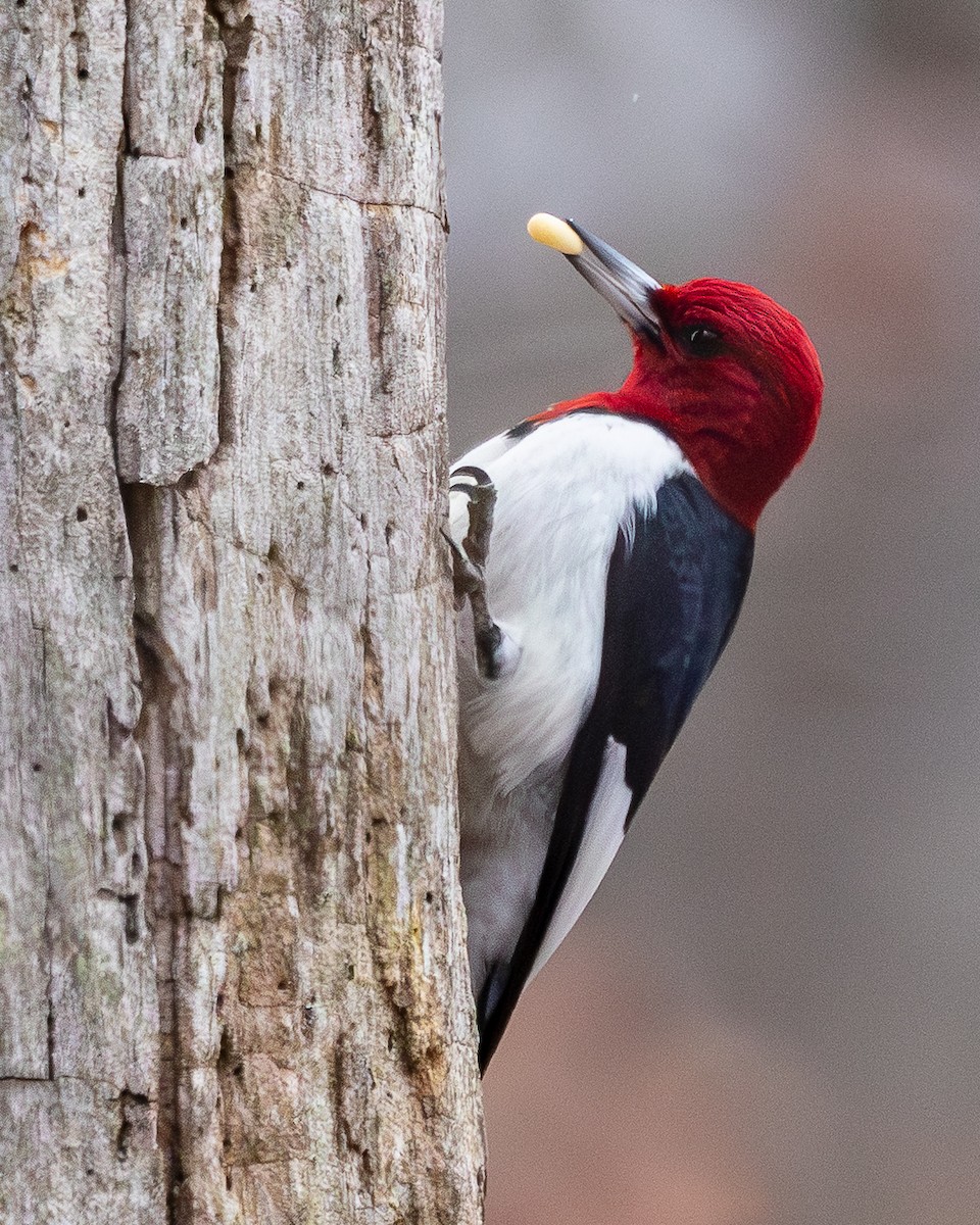 Red-headed Woodpecker - ML649310808