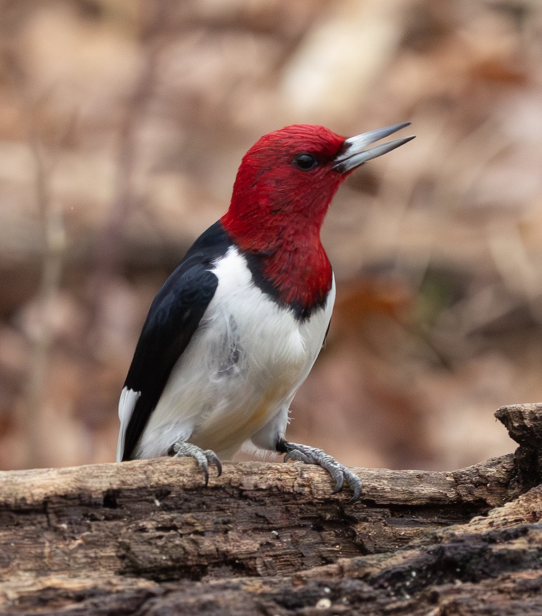 Red-headed Woodpecker - ML649310809