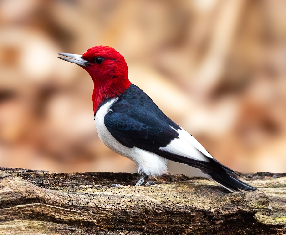 Red-headed Woodpecker - ML649310810