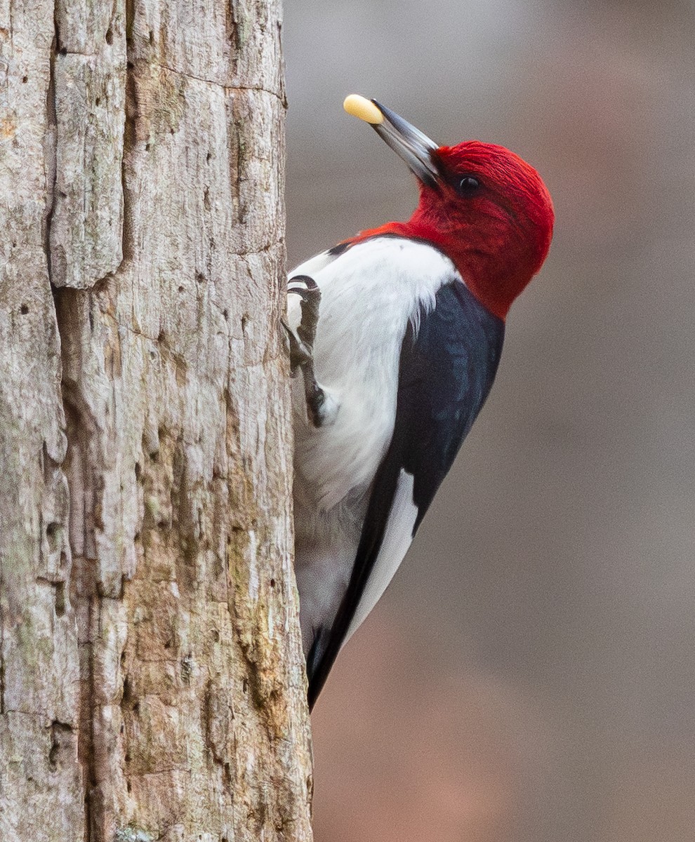 Red-headed Woodpecker - ML649310811