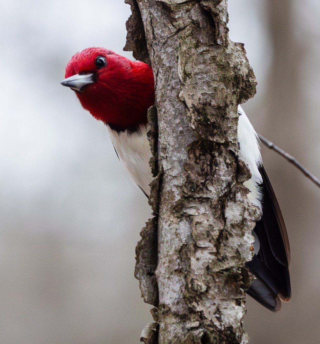Red-headed Woodpecker - ML649310812