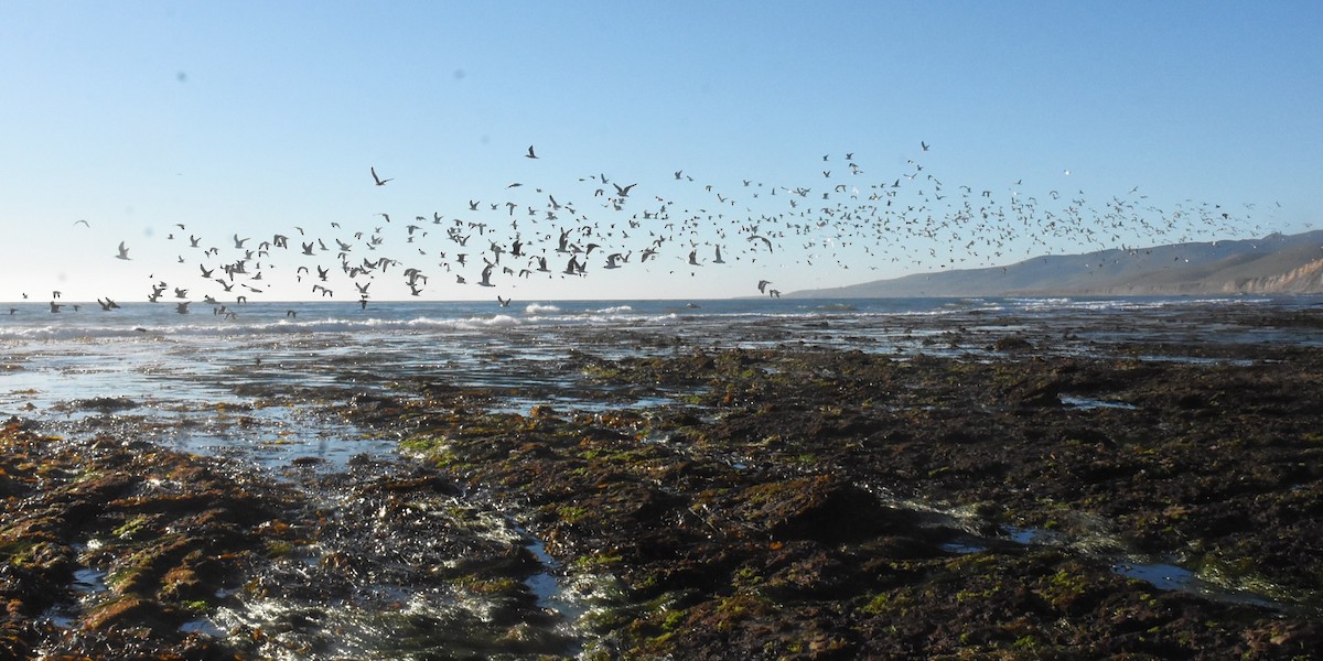 Мартиновий sp. - ML649310876