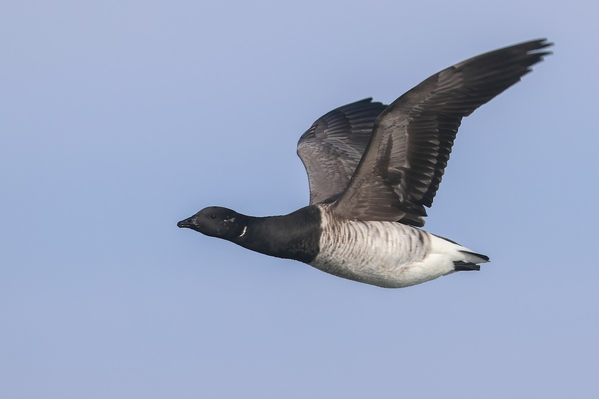 Brant (Pale-bellied) - ML649311034