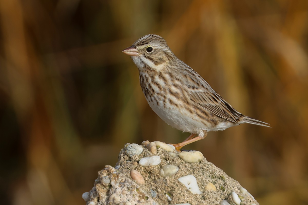 Savannah Sparrow (Ipswich) - ML649311058