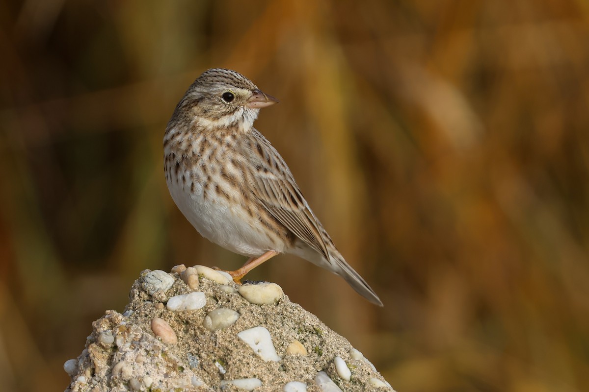 Savannah Sparrow (Ipswich) - ML649311060