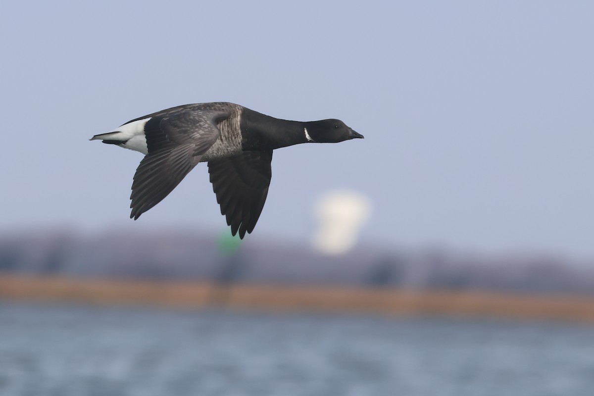 Brant (Pale-bellied) - ML649311322