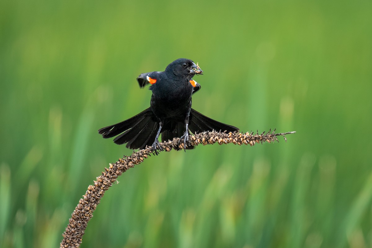 vlhovec červenokřídlý - ML649311383