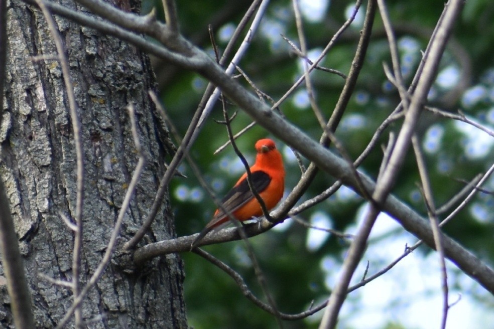 Scarlet Tanager - ML649311412