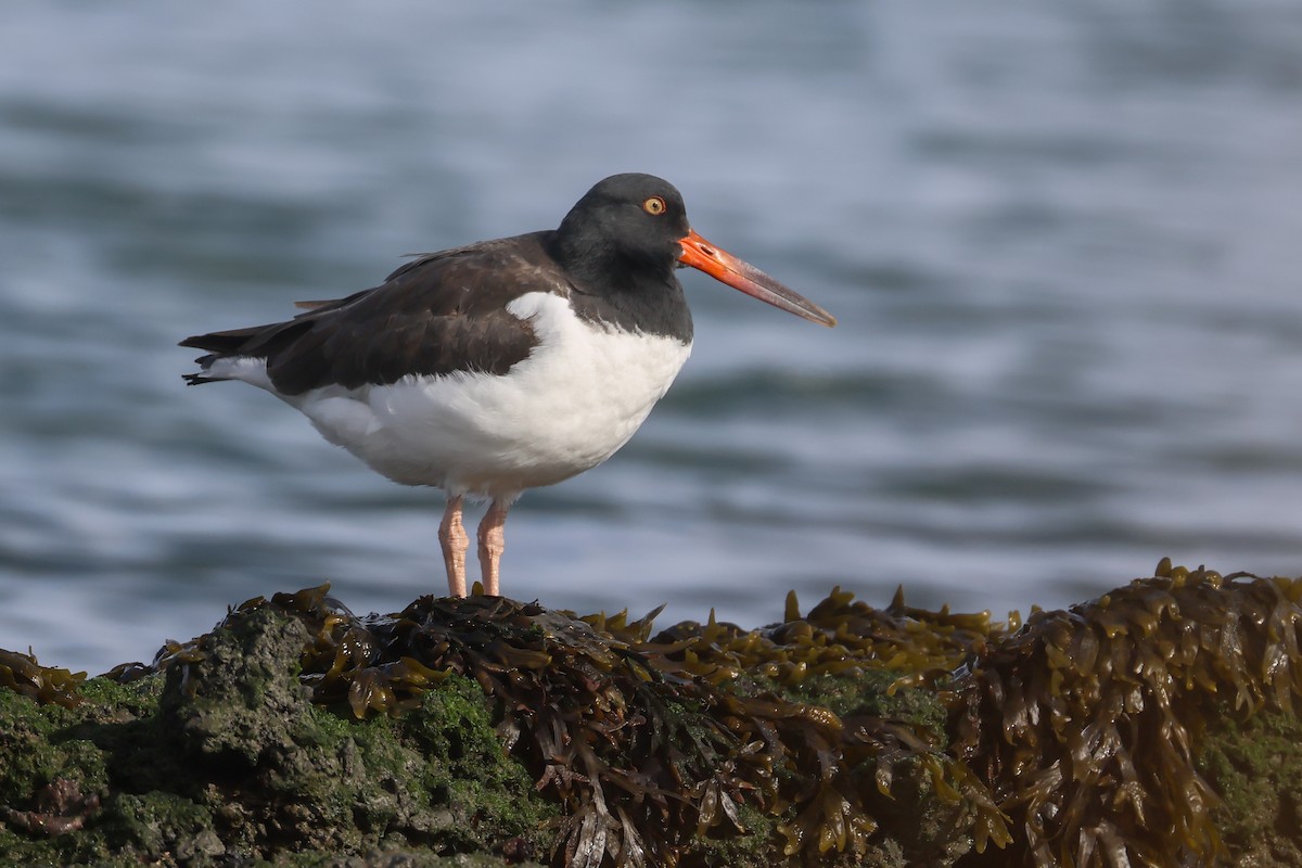 American Oystercatcher - ML649311425