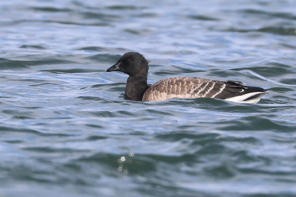 Brant (Pale-bellied) - ML649311498