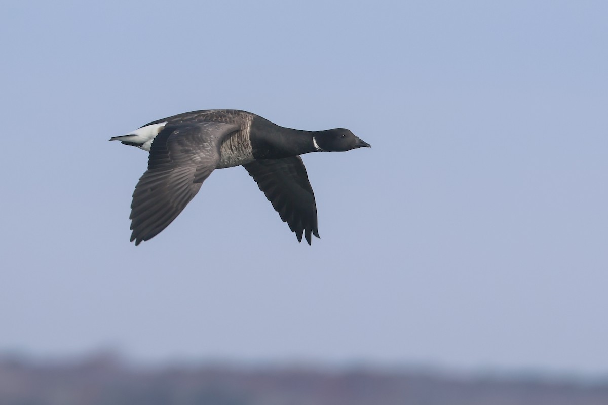Brant (Pale-bellied) - ML649311499