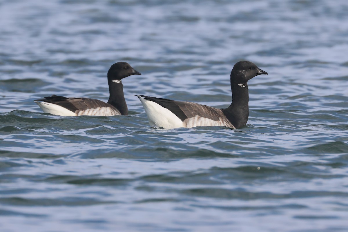 Brant (Pale-bellied) - ML649311501