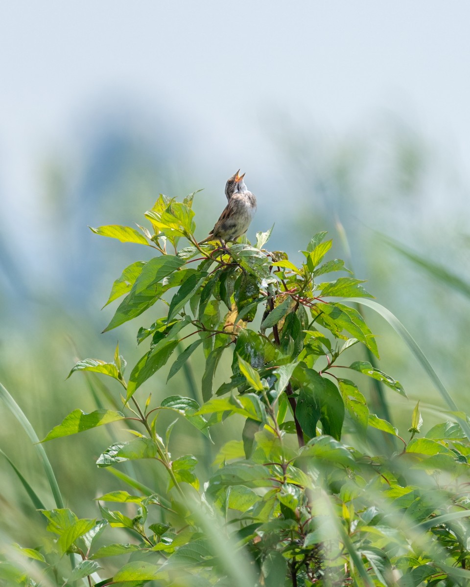 Swamp Sparrow - ML649312007