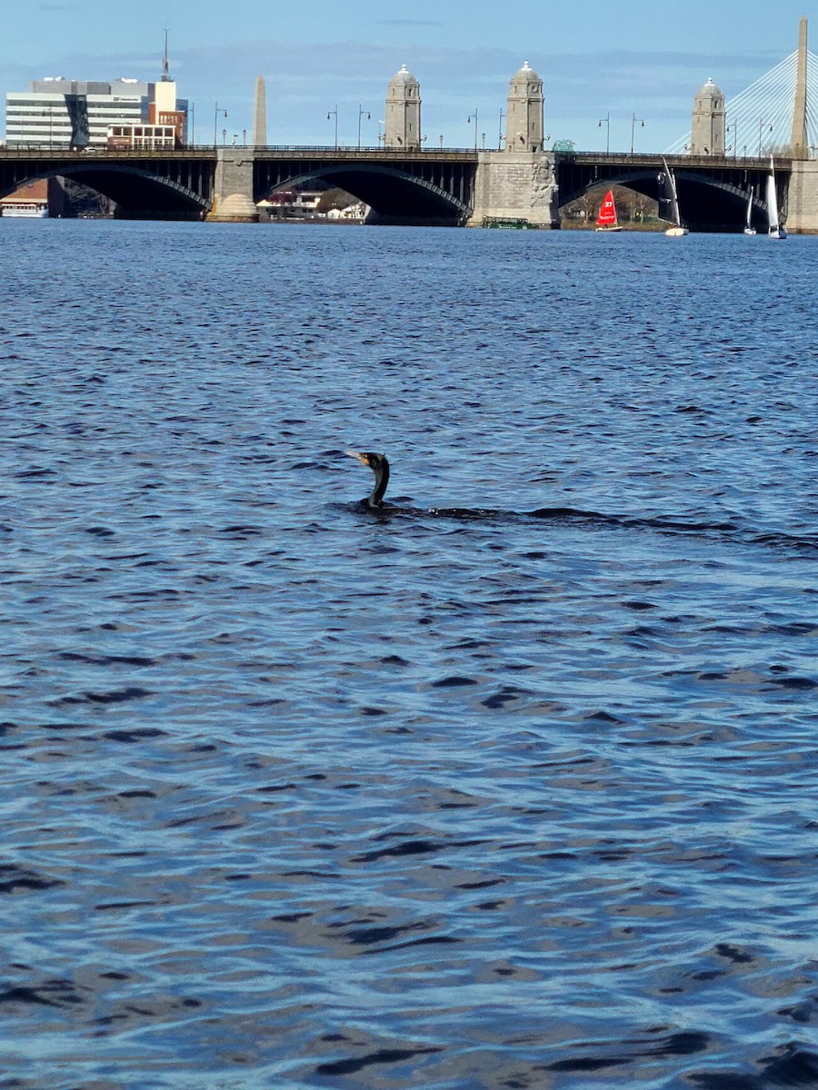 ミミヒメウ - ML649312045