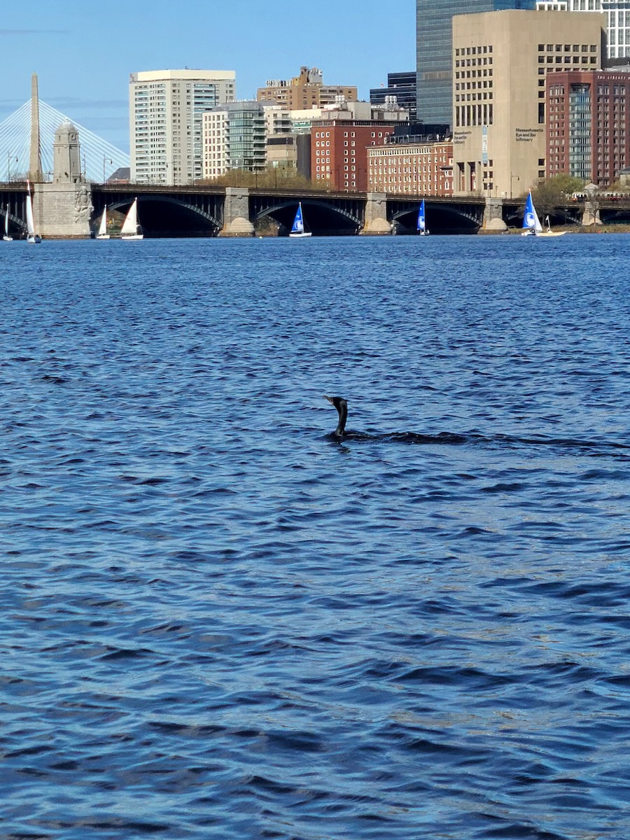 ミミヒメウ - ML649312046