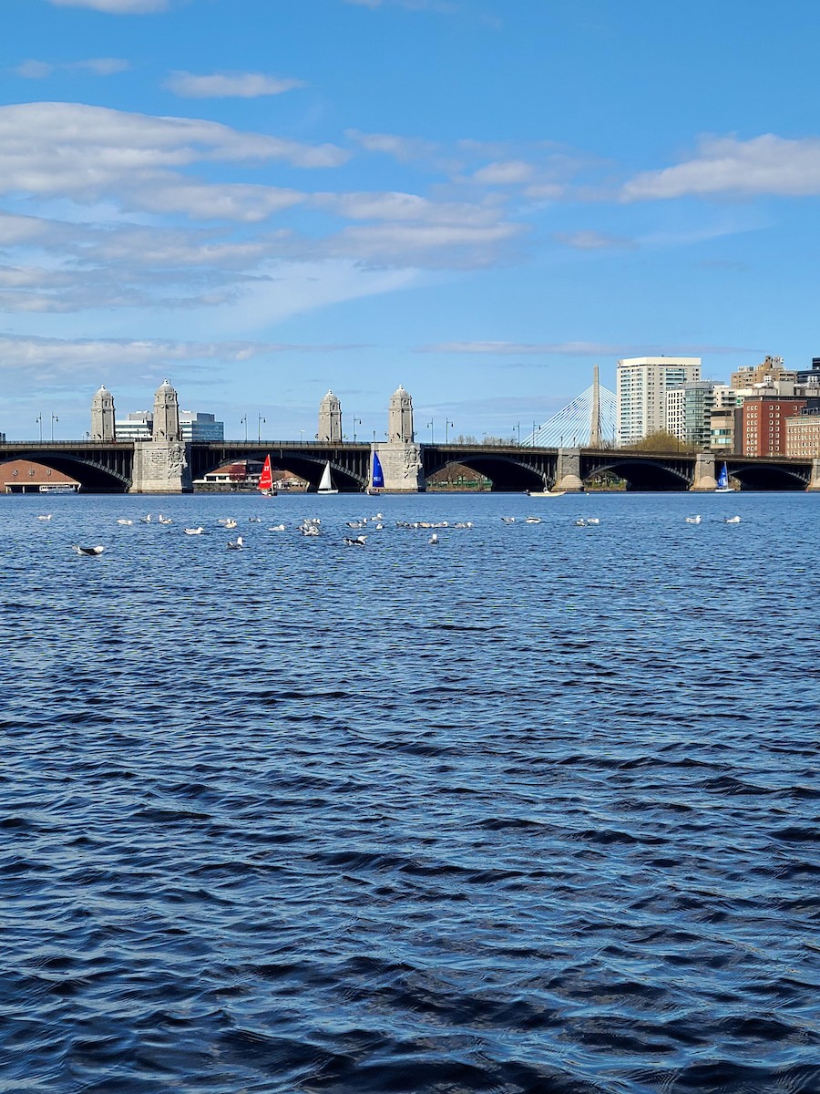 オオカモメ - ML649312169