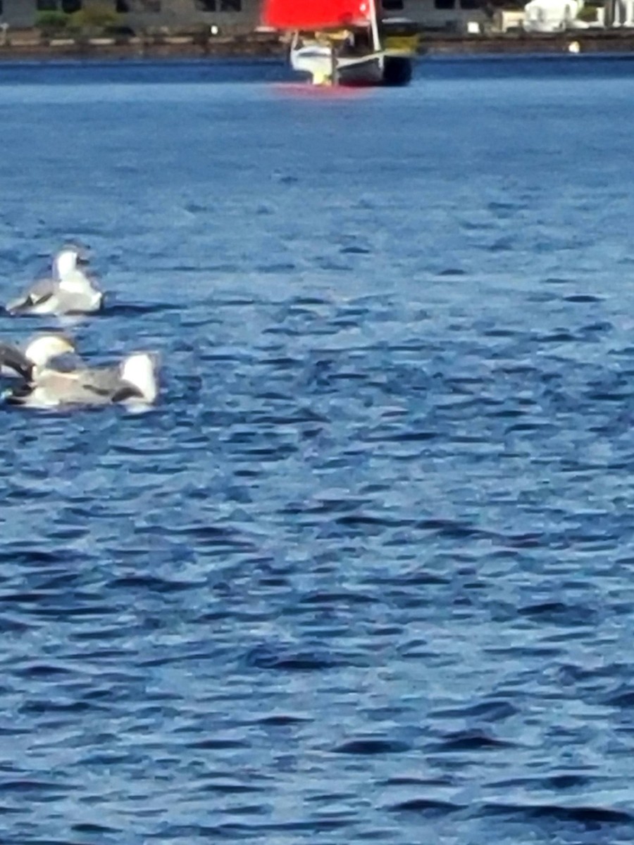 アメリカセグロカモメ - ML649312179