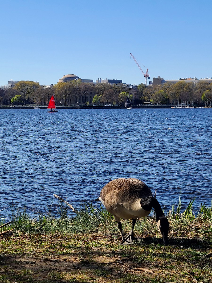 カナダガン - ML649312650