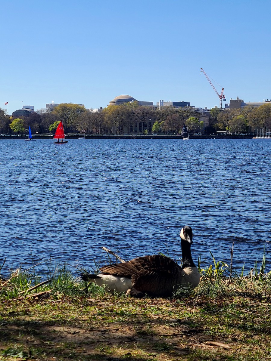 カナダガン - ML649312652