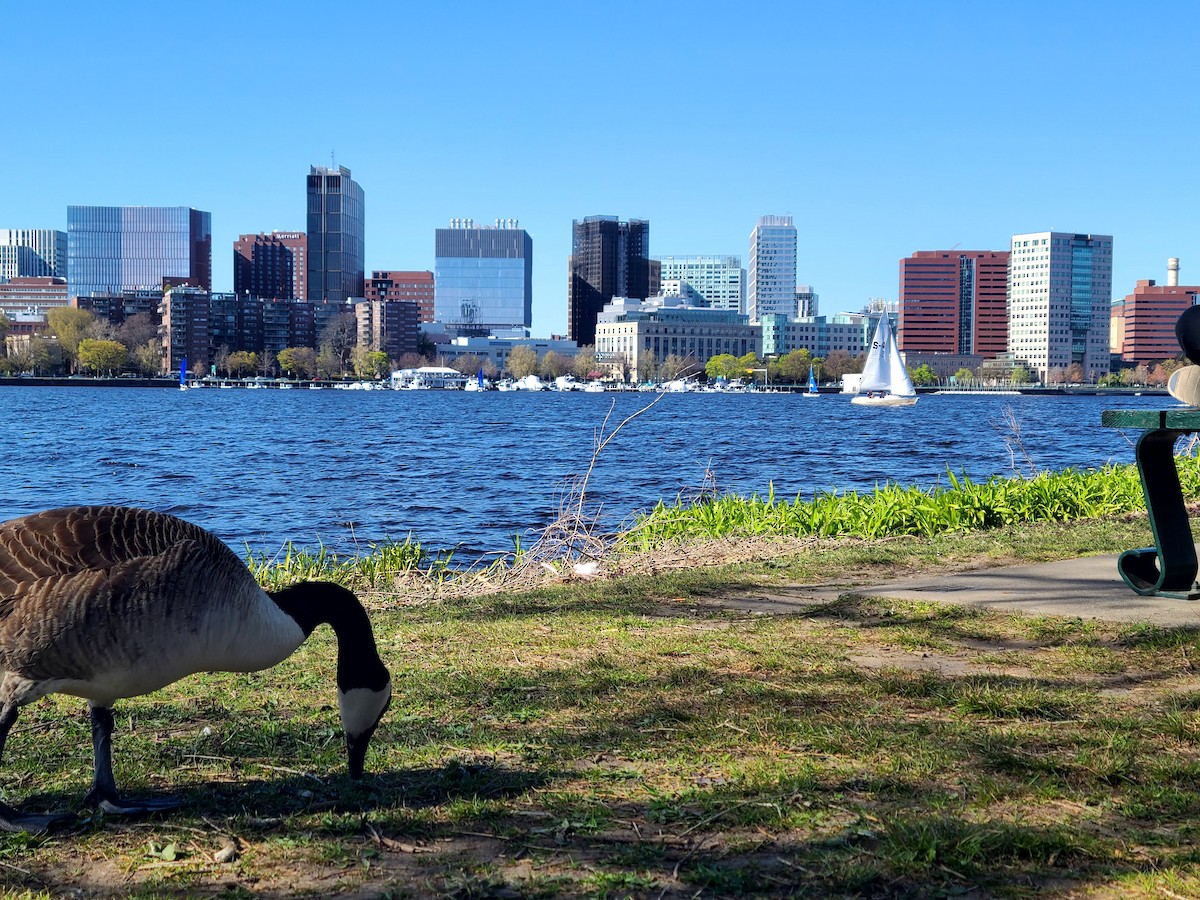 カナダガン - ML649312653