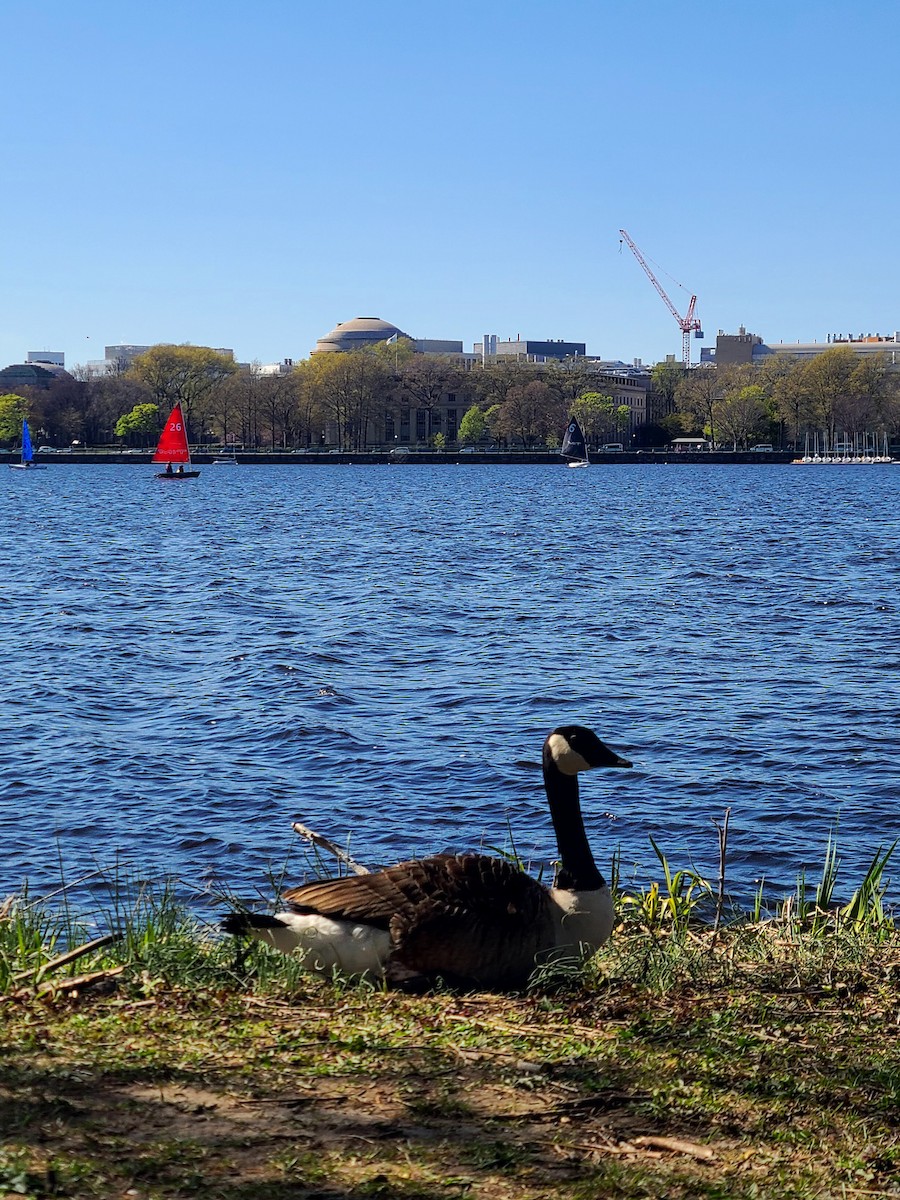 カナダガン - ML649312654