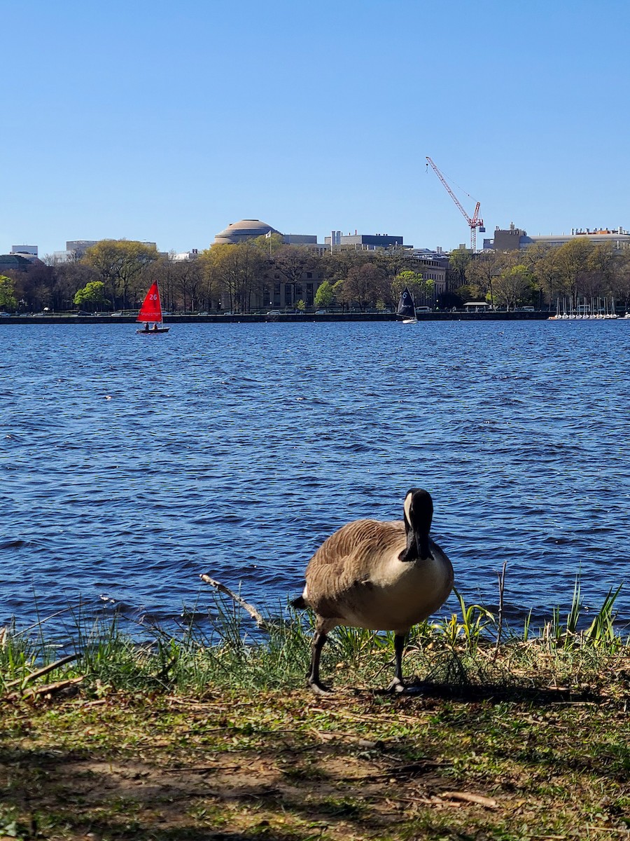 カナダガン - ML649312655