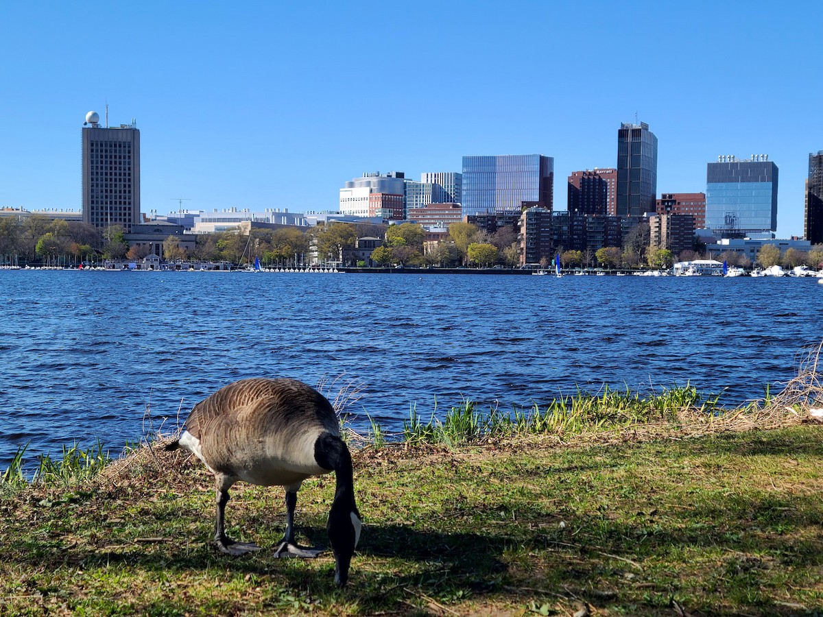 カナダガン - ML649312656