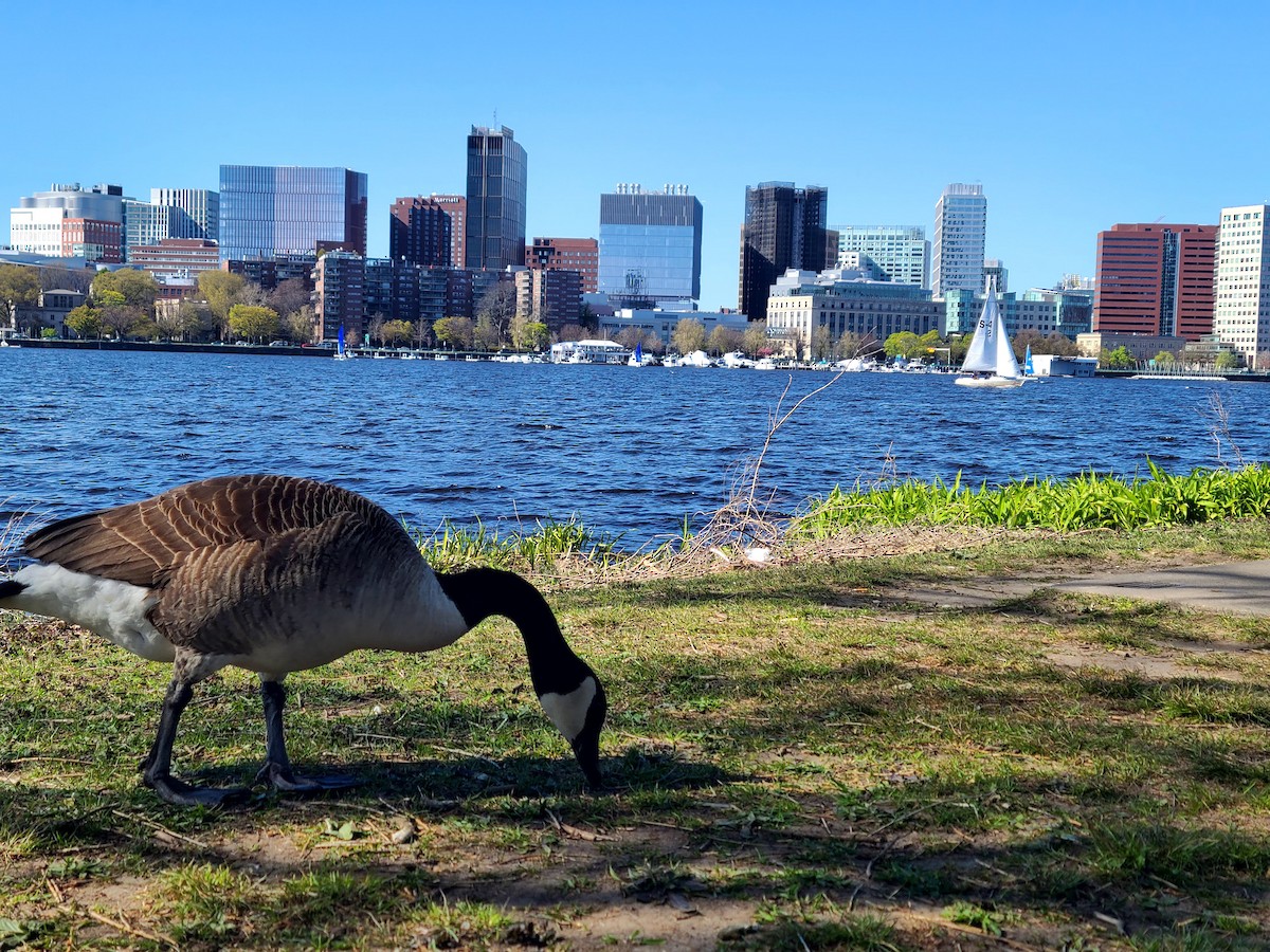 カナダガン - ML649312657