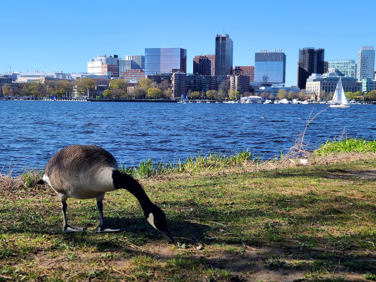 カナダガン - ML649312658