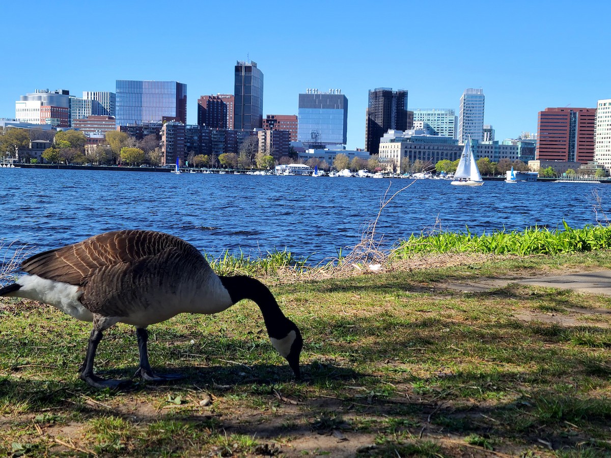 カナダガン - ML649312659