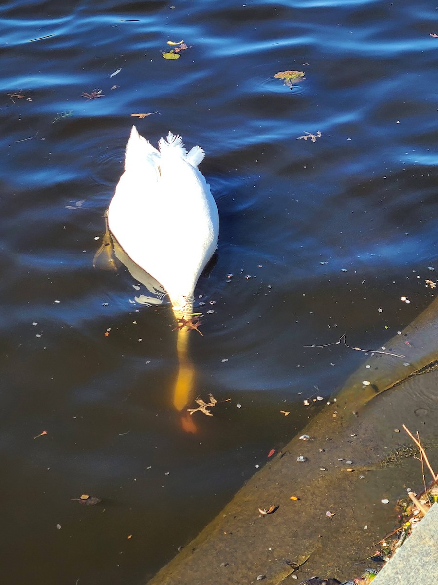 コブハクチョウ - ML649312717