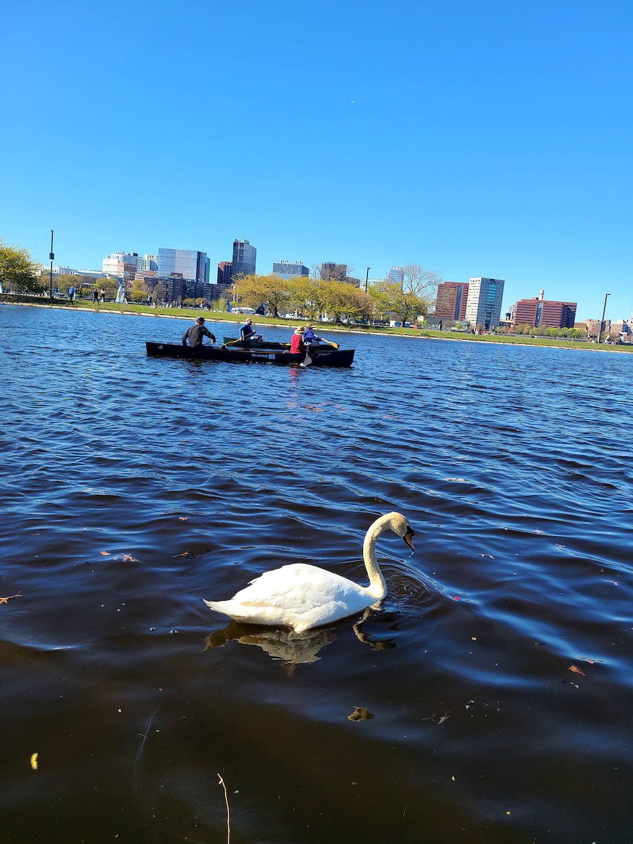 コブハクチョウ - ML649312718