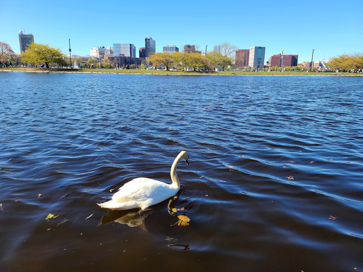 コブハクチョウ - ML649312719