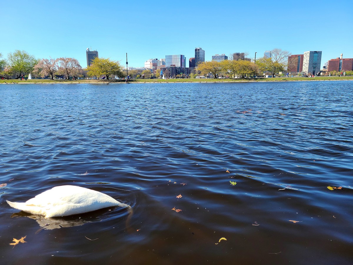 コブハクチョウ - ML649312720