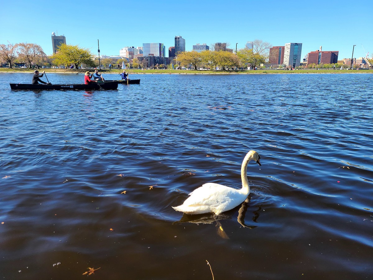 コブハクチョウ - ML649312721