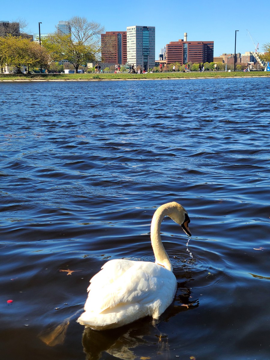 コブハクチョウ - ML649312722