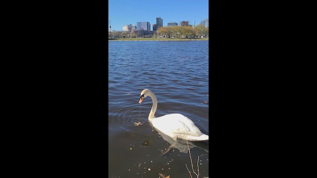 コブハクチョウ - ML649312729