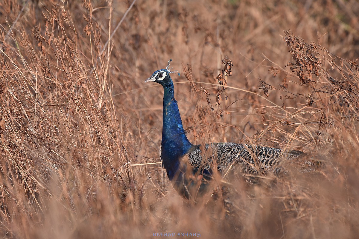 Индийский павлин - ML649312783