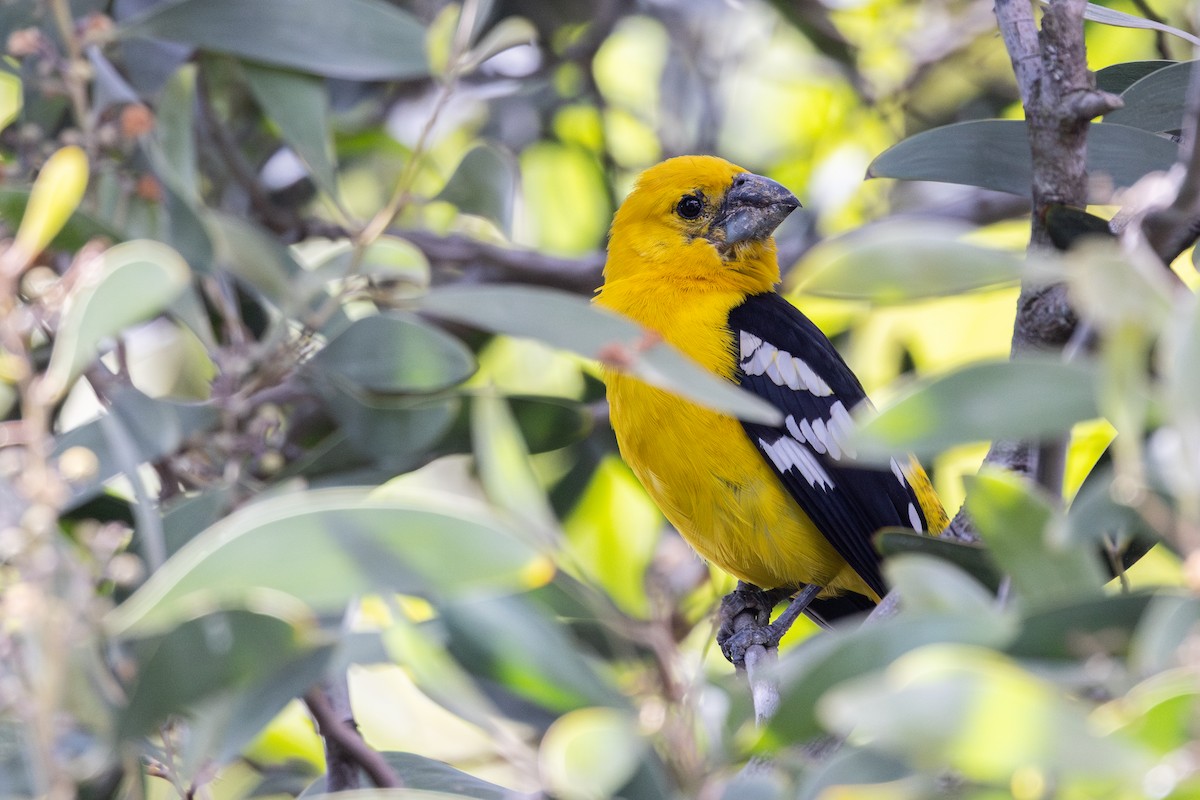 Cardinal à tête jaune - ML649312951