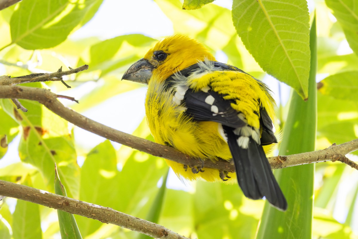 Cardinal à tête jaune - ML649312952